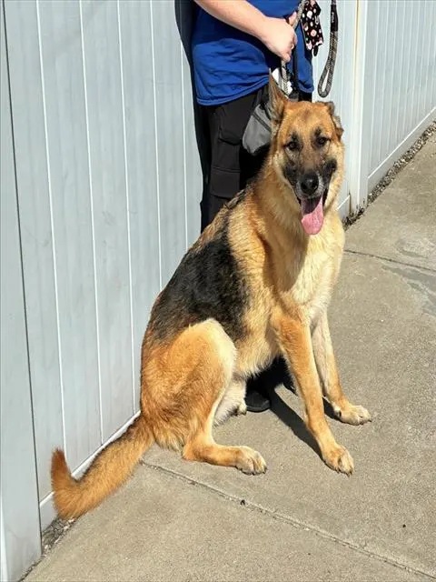 Benji