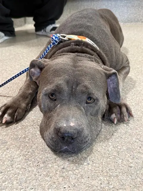 Adoptable Dog