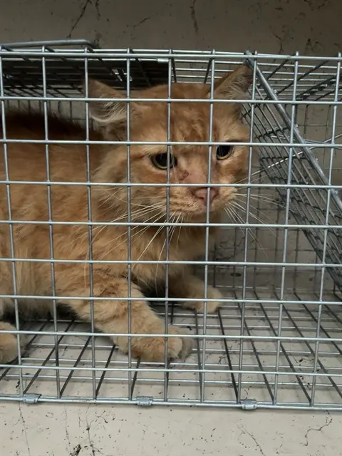 Adoptable Cat