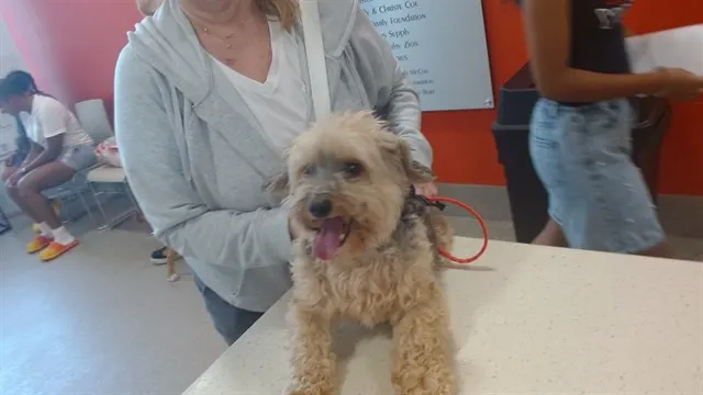 Adoptable Dog