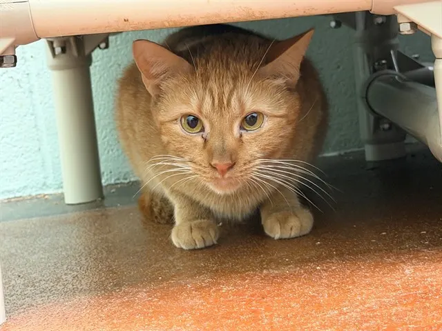 Sokka
