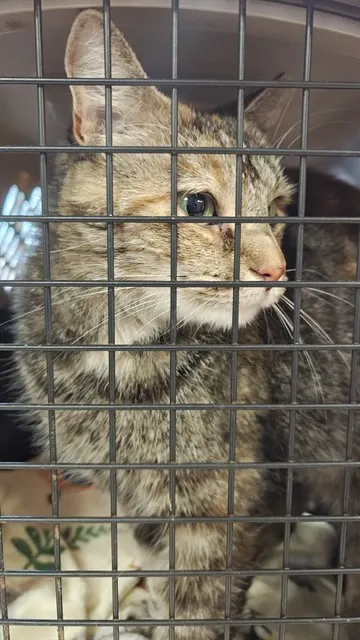 Adoptable Cat