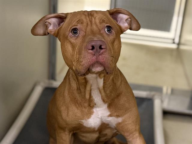 Adoptable Dog
