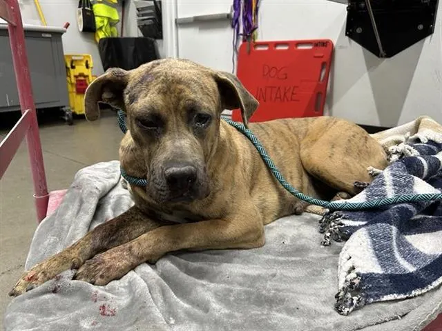Adoptable Dog