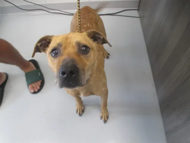 Adoptable Dog