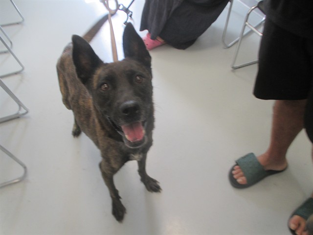 Adoptable Dog