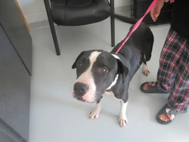 Adoptable Dog