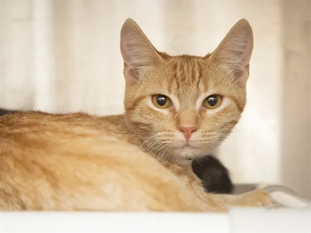 Nilla