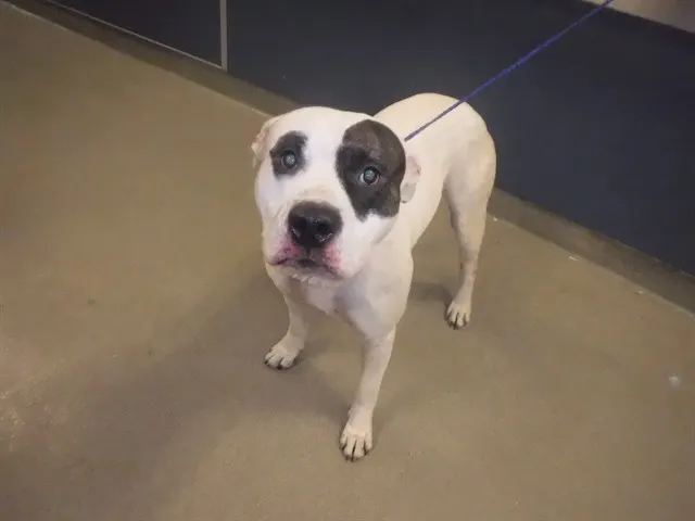 Zeus