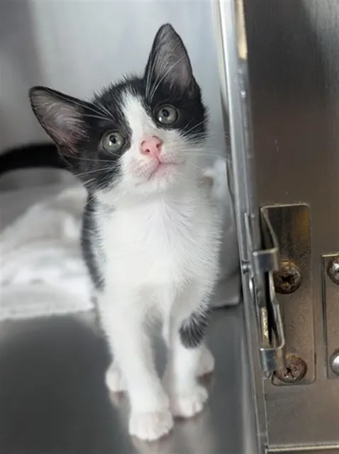 Adoptable Cat