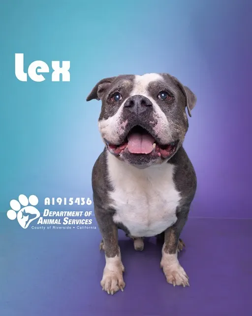 Lex