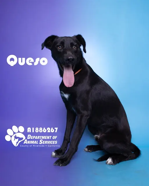 Queso