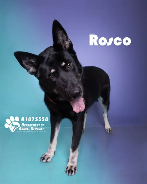 Rosco