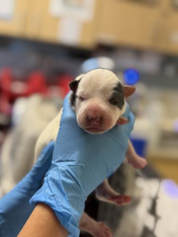 Adoptable Dog