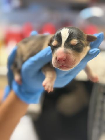 Adoptable Dog