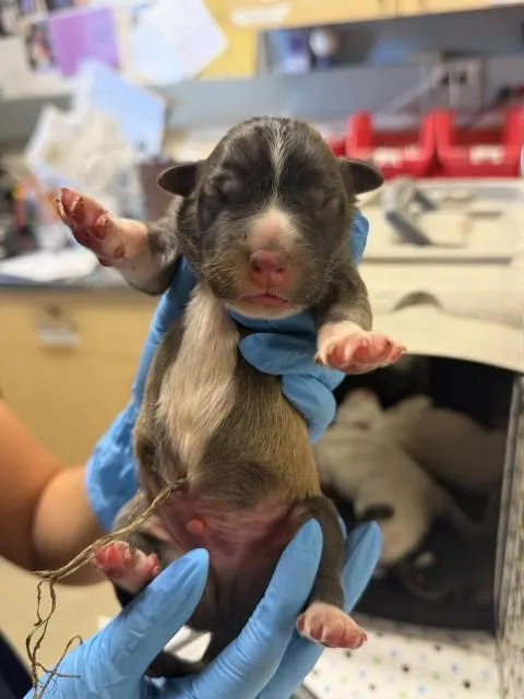 Adoptable Dog