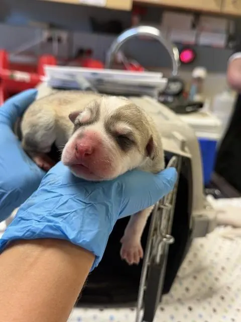 Adoptable Dog
