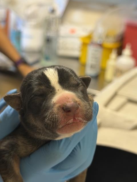 Adoptable Dog