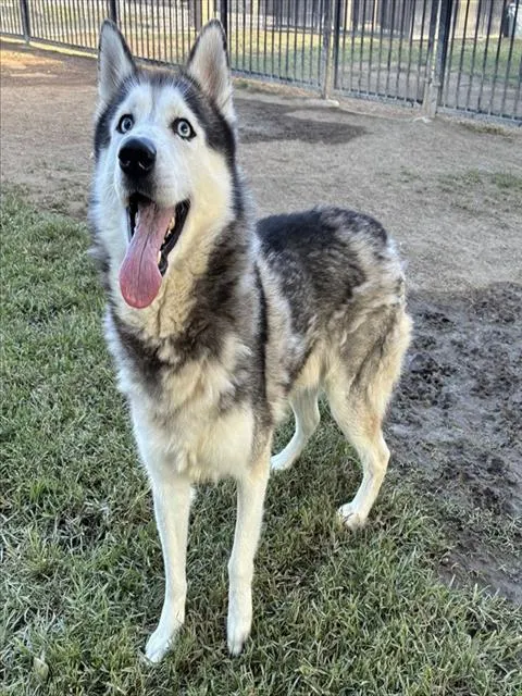 Pepper