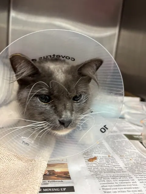 Adoptable Cat