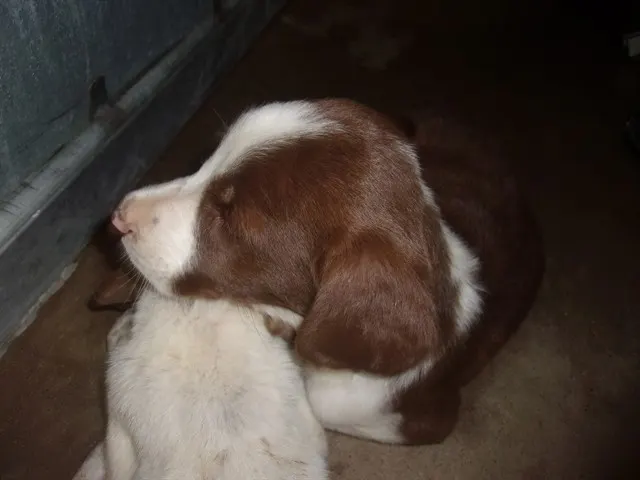 Adoptable Dog