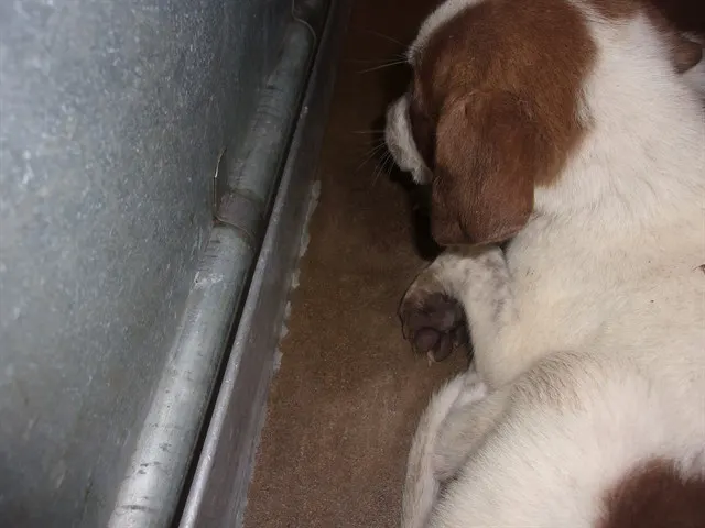 Adoptable Dog