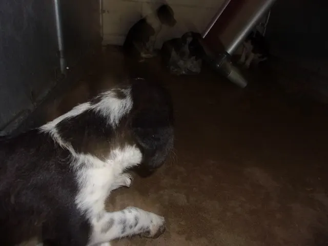 Adoptable Dog