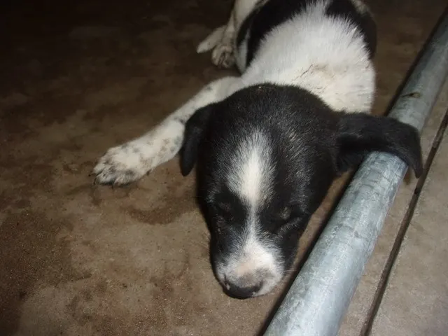 Adoptable Dog