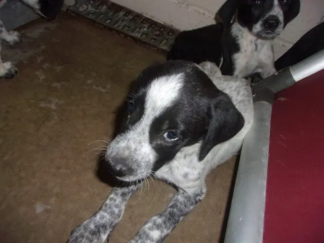 Adoptable Dog
