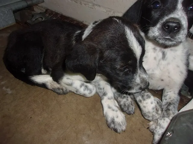 Adoptable Dog
