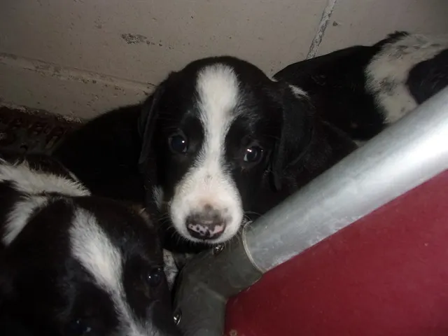 Adoptable Dog