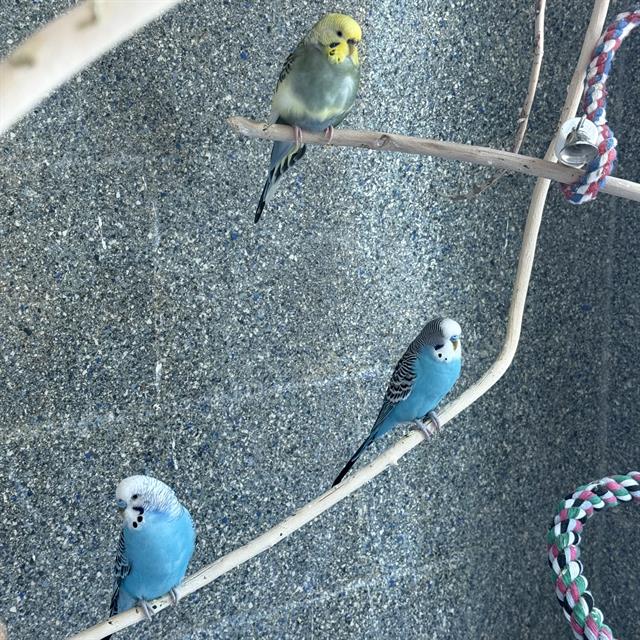 Stray Keet