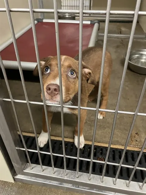 Roo