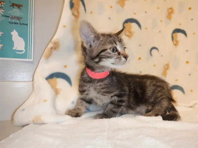 Adoptable Cat