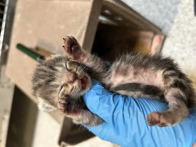 Adoptable Cat