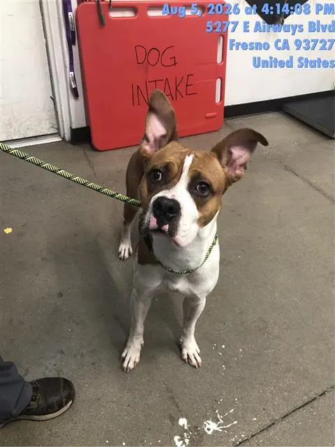 Adoptable Dog