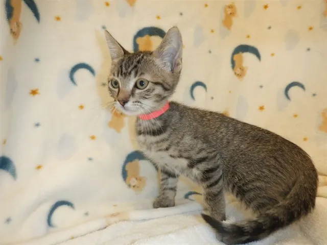 Adoptable Cat