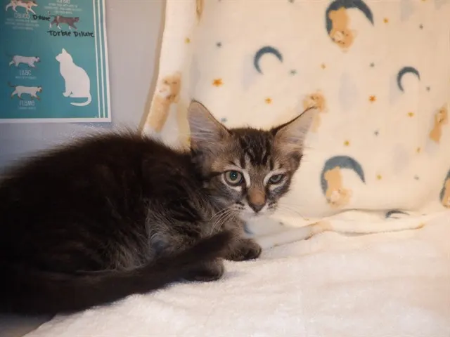 Adoptable Cat