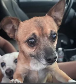 Adoptable Dog