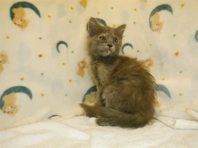 Adoptable Cat