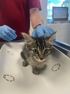 Adoptable Cat