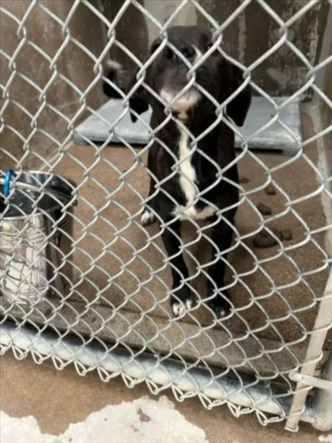 Adoptable Dog