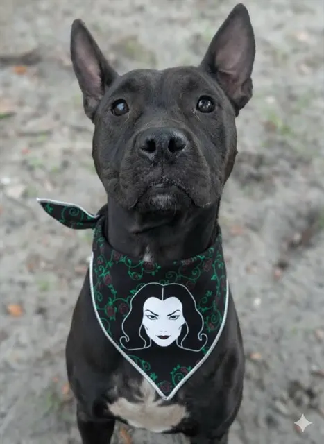 Morticia