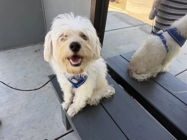 Coco