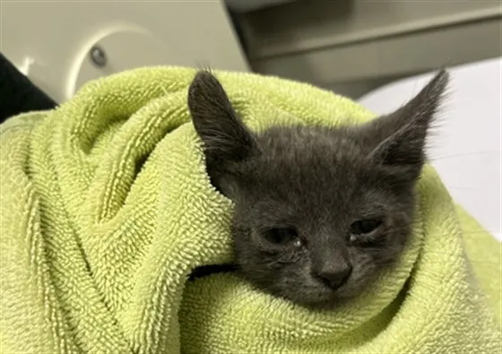 Tnr