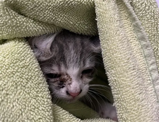 Tnr