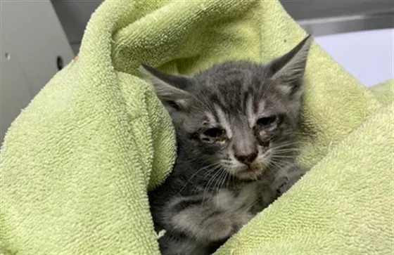 Tnr