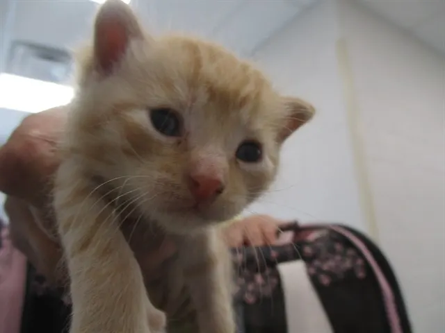 Mushu