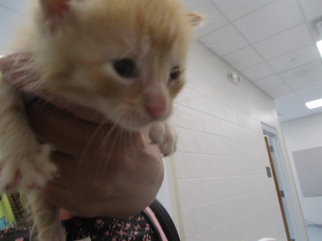 Adoptable Cat