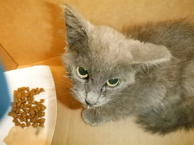 Clementine